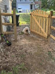 Found/Stray Unknown Dog last seen Near Haddington Dr NW, Charlotte, NC 28269