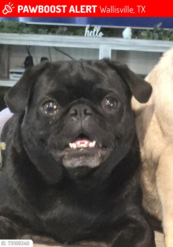 Lost Male Dog last seen Lightfood road and 553, Wallisville, TX 77597
