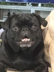 Lost Male Dog last seen Lightfood road and 553, Wallisville, TX 77597
