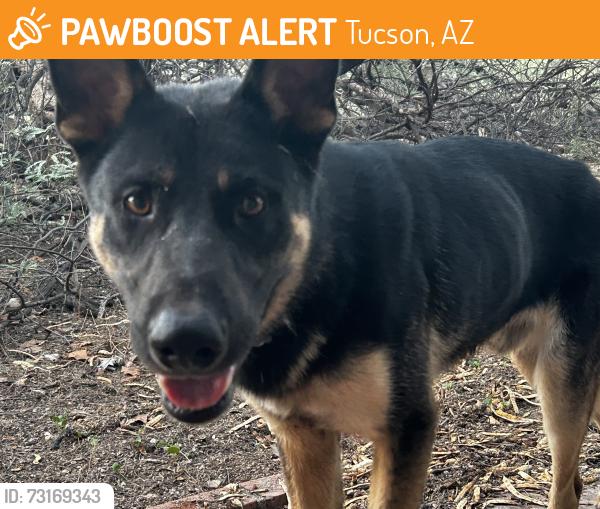 Found/Stray Male Dog last seen Soldier trail, Tucson, AZ 85749