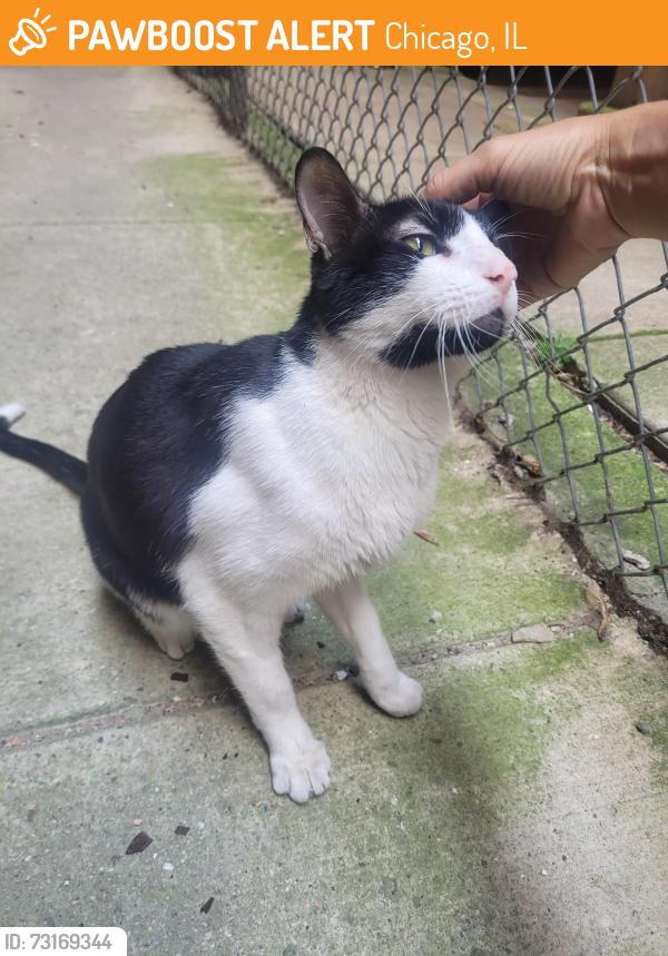 Found/Stray Unknown Cat last seen Sheridan & Greenleaf, Chicago, IL 60626
