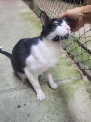 Found/Stray Unknown Cat last seen Sheridan & Greenleaf, Chicago, IL 60626