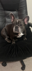 Lost Female Dog last seen Near E 138th Ave Tampa, FL 33613 United States, Tampa, FL 33613
