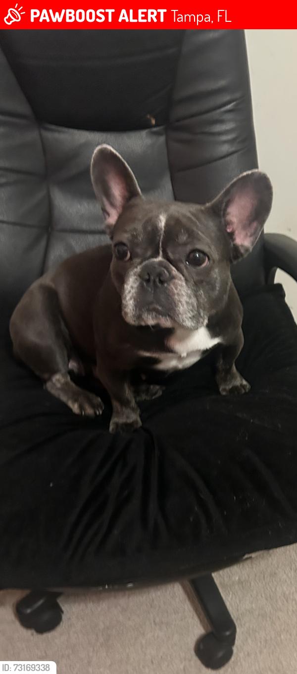 Lost Female Dog last seen Near E 138th Ave Tampa, FL 33613 United States, Tampa, FL 33613