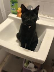 Lost Male Cat last seen Kennedy and Foxridge, Toronto, ON M1K 2B4