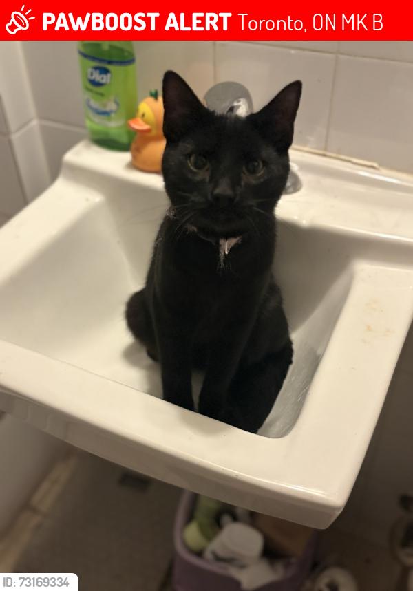 Lost Male Cat last seen Kennedy and Foxridge, Toronto, ON M1K 2B4