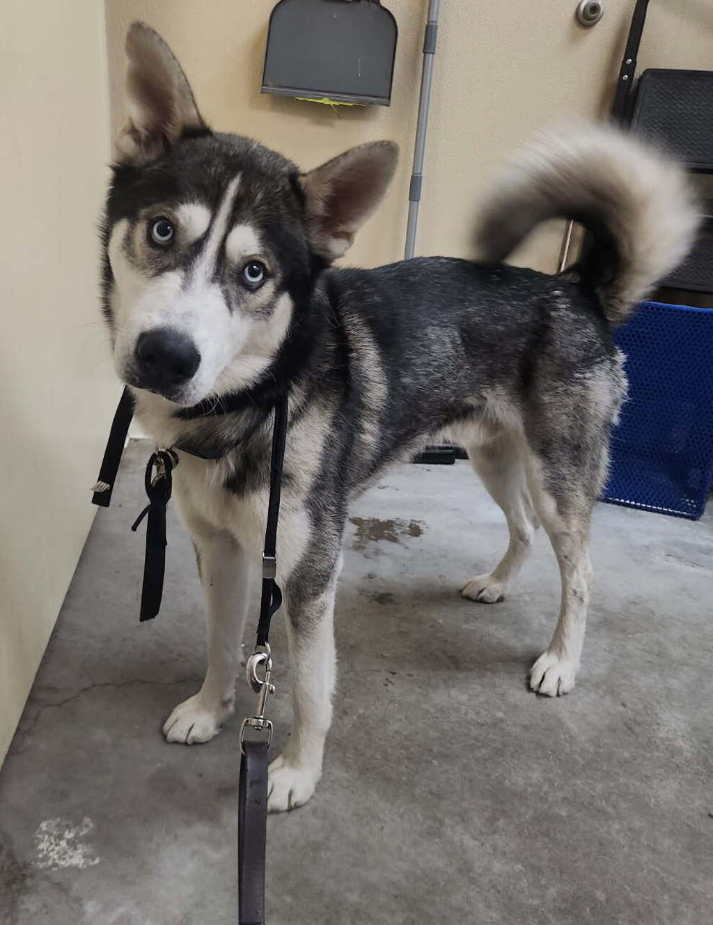 Shelter Stray Male Dog last seen WA, 6815 E Trent Ave, Spokane, WA 99212, USA