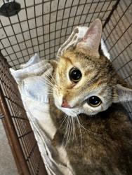 Shelter Stray Female Cat last seen Near W North Temple, SALT LAKE CITY, UT, 84102, 511 W 3900 S, Salt Lake City, UT 84123, USA