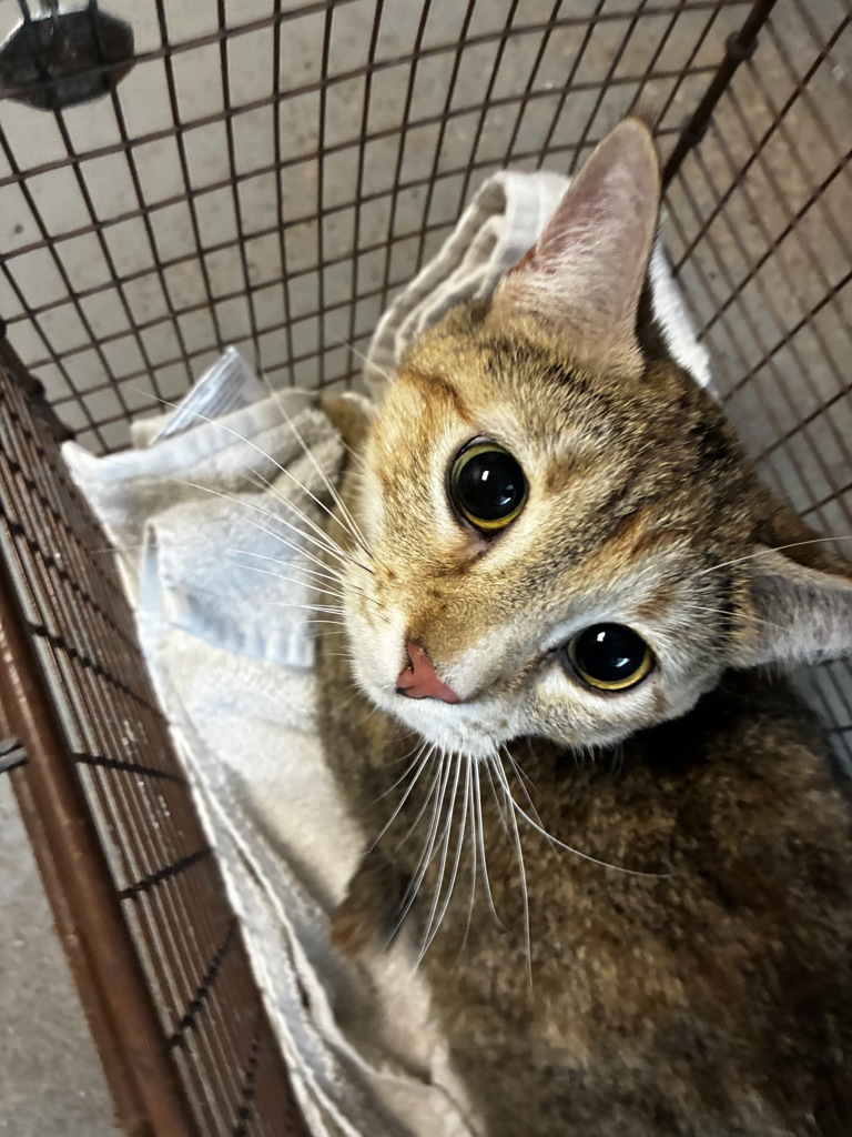Shelter Stray Female Cat last seen Near W North Temple, SALT LAKE CITY, UT, 84102, 511 W 3900 S, Salt Lake City, UT 84123, USA