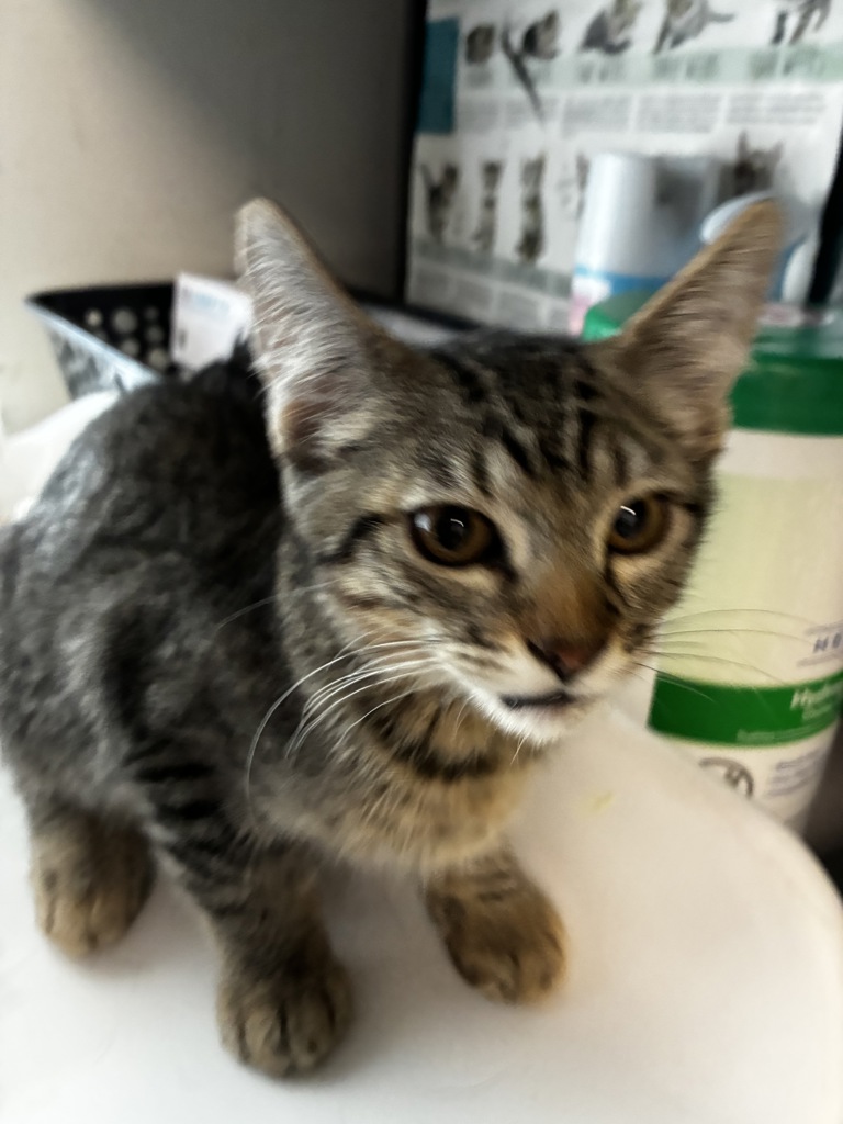 Shelter Stray Male Cat last seen Near W North Temple Street, SALT LAKE CITY, UT, 84102, 511 W 3900 S, Salt Lake City, UT 84123, USA