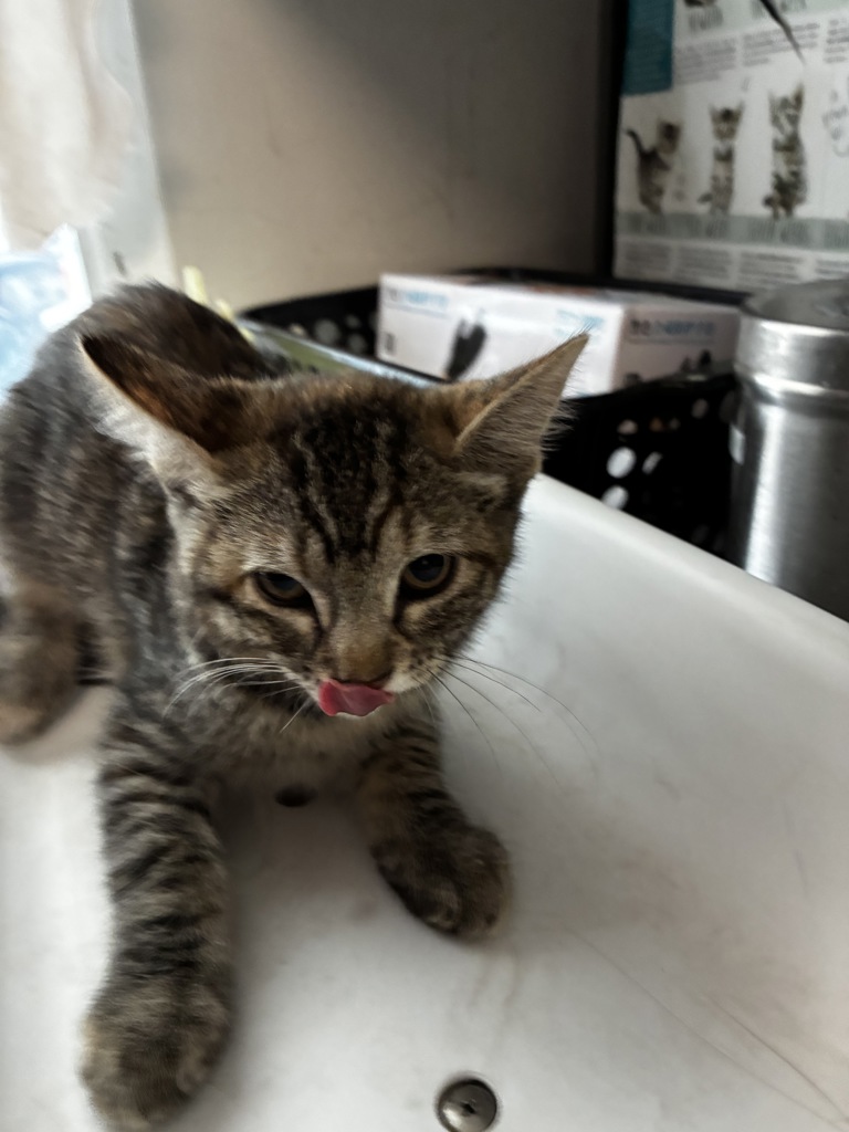 Shelter Stray Female Cat last seen Near W North Temple Street, SALT LAKE CITY, UT, 84102, 511 W 3900 S, Salt Lake City, UT 84123, USA