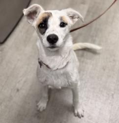 Shelter Stray Female Dog last seen Mount Carol Drive, San Diego, CA, 92111, 5500 Gaines St, San Diego, CA 92110, USA