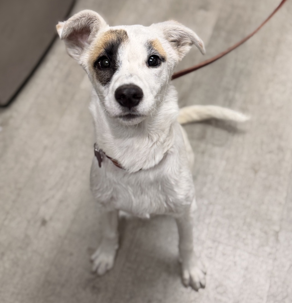 Shelter Stray Female Dog last seen Mount Carol Drive, San Diego, CA, 92111, 5500 Gaines St, San Diego, CA 92110, USA
