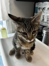 Shelter Stray Female Cat last seen Near W North Temple Street, SALT LAKE CITY, UT, 84102, 511 W 3900 S, Salt Lake City, UT 84123, USA