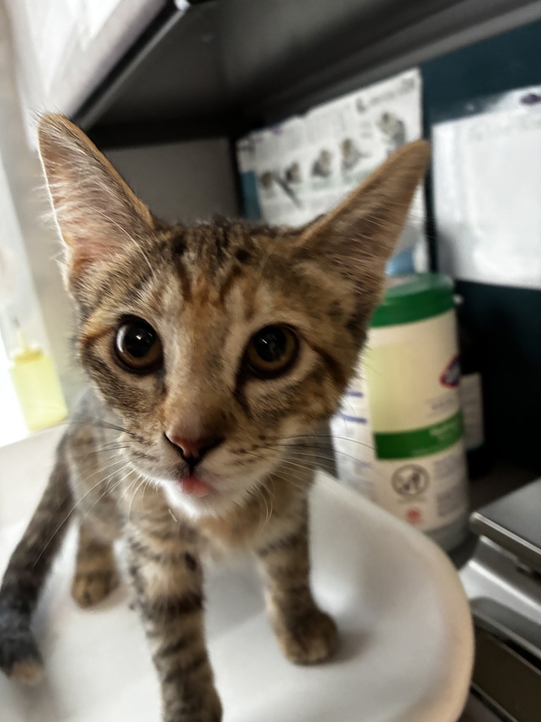 Shelter Stray Female Cat last seen Near W North Temple Street, SALT LAKE CITY, UT, 84102, 511 W 3900 S, Salt Lake City, UT 84123, USA