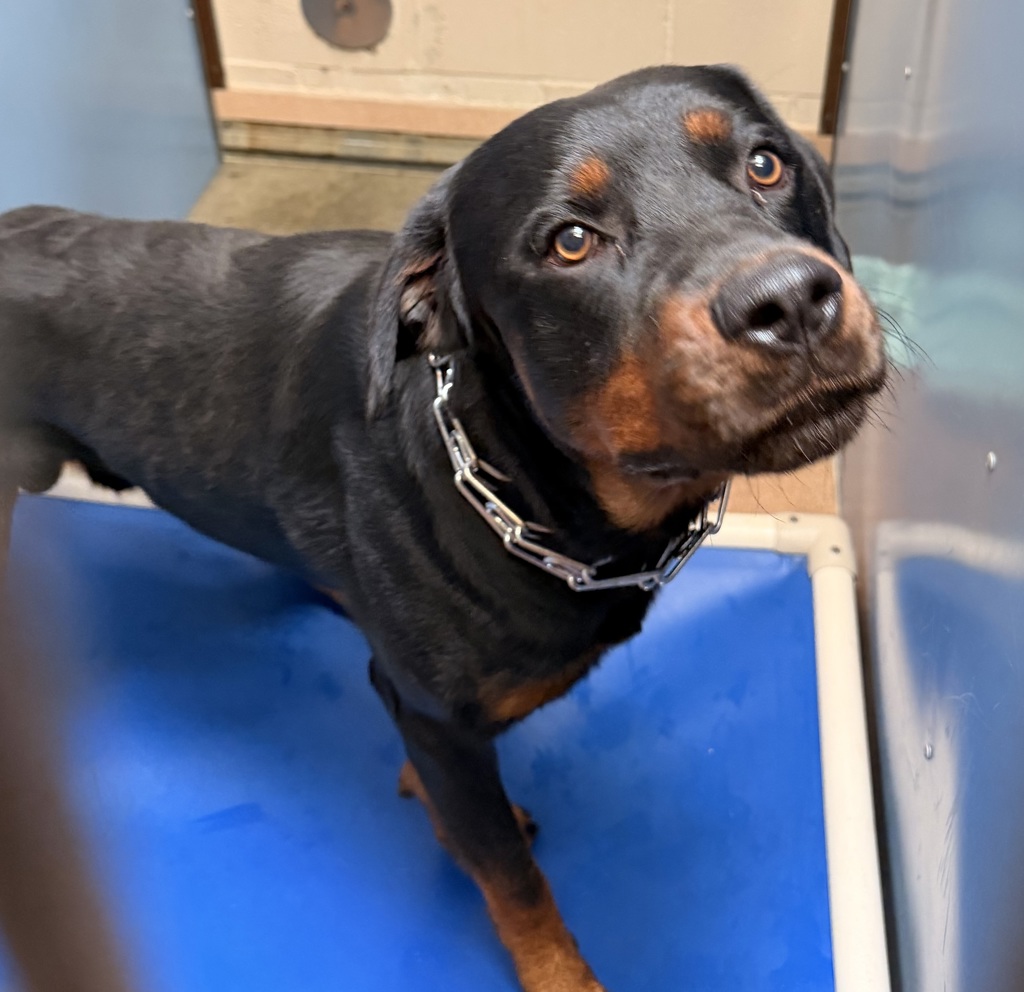 Shelter Stray Male Dog last seen Near Franklin Avenue, San Diego, CA, 92113, 5500 Gaines St, San Diego, CA 92110, USA