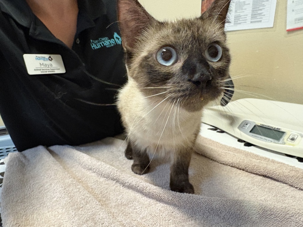 Shelter Stray Female Cat last seen La Torturga, Vista, CA, 92081, Oceanside, CA 92058, USA