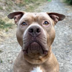 Shelter Stray Male Dog last seen Near Stampede Peak Place, WA, 9167 Dickey Rd NW, Silverdale, WA 98383, USA