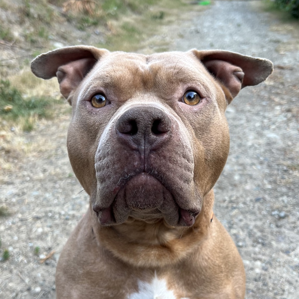 Shelter Stray Male Dog last seen Near Stampede Peak Place, WA, 9167 Dickey Rd NW, Silverdale, WA 98383, USA