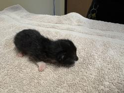 Shelter Stray Female Cat last seen La Torturga, Vista, CA, 92081, Oceanside, CA 92058, USA