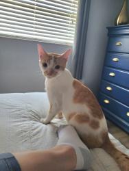 Lost Male Cat last seen Alcazar Ave & San Sebastian Prado, Altamonte Springs, FL 32714