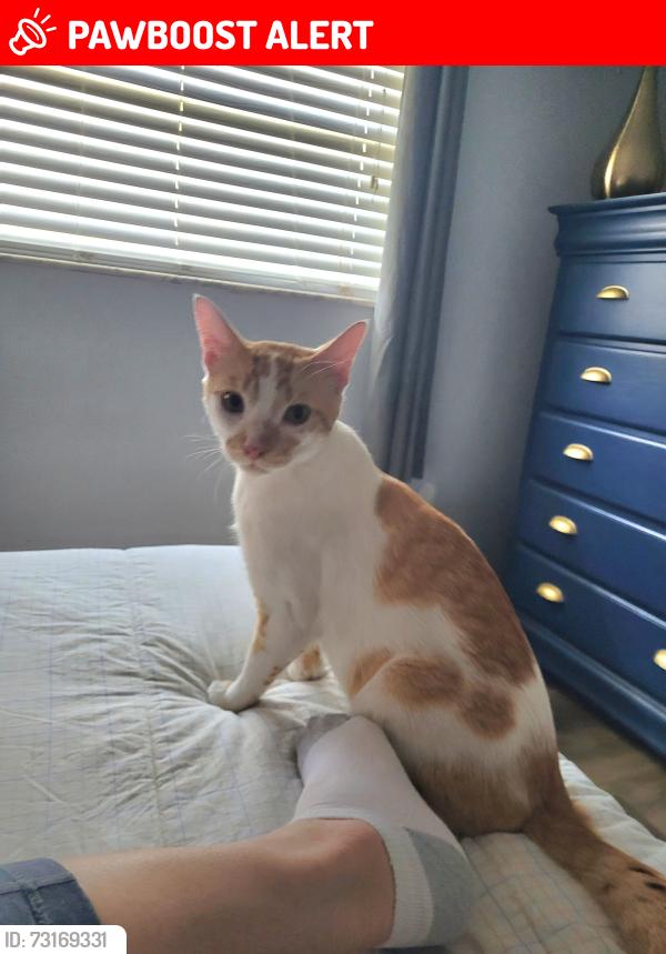 Lost Male Cat last seen Alcazar Ave & San Sebastian Prado, Altamonte Springs, FL 32714