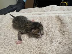 Shelter Stray Female Cat last seen La Torturga, Vista, CA, 92081, Oceanside, CA 92058, USA