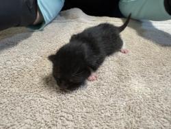 Shelter Stray Female Cat last seen La Torturga, Vista, CA, 92081, Oceanside, CA 92058, USA