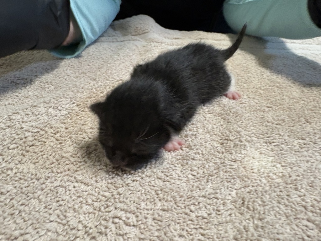 Shelter Stray Female Cat last seen La Torturga, Vista, CA, 92081, Oceanside, CA 92058, USA