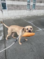 Shelter Stray Female Dog last seen Apt 2,627 Tinton Avenue, BRONX, NY, 10455, 326 E 110th St, New York, NY 10029, USA