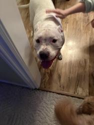 Reunited Female Dog last seen Topowa drive, Murray, UT 84107