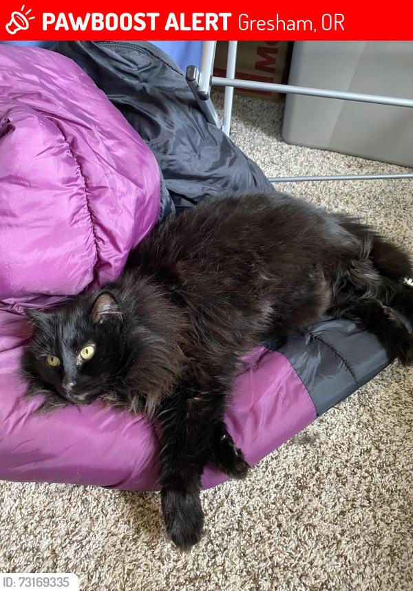 Lost Female Cat last seen SE Powell Valley Rd and Williams Rd, Gresham, OR 97080