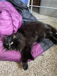 Lost Female Cat last seen SE Powell Valley Rd and Williams Rd, Gresham, OR 97080