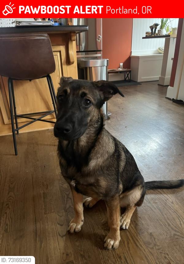 Lost Female Dog last seen NE Mason St & NE 66th Ave, Portland, OR 97218