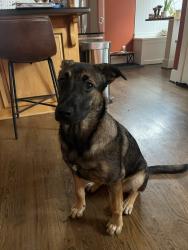 Lost Female Dog last seen NE Mason St & NE 66th Ave, Portland, OR 97218