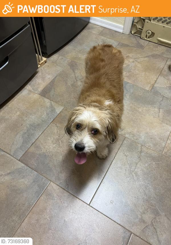 Found/Stray Male Dog last seen Greenway and 175th Ave, Surprise, AZ 85379