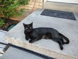 Lost Female Cat last seen Near n 150 e springville ut, Springville, UT 84663