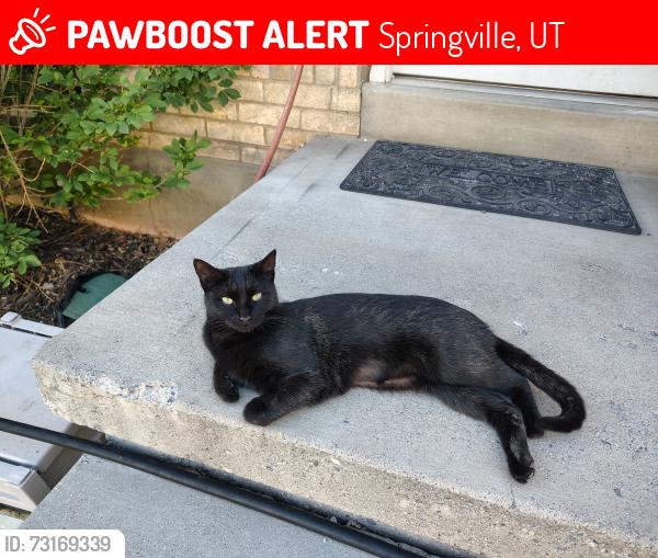 Lost Female Cat last seen Near n 150 e springville ut, Springville, UT 84663
