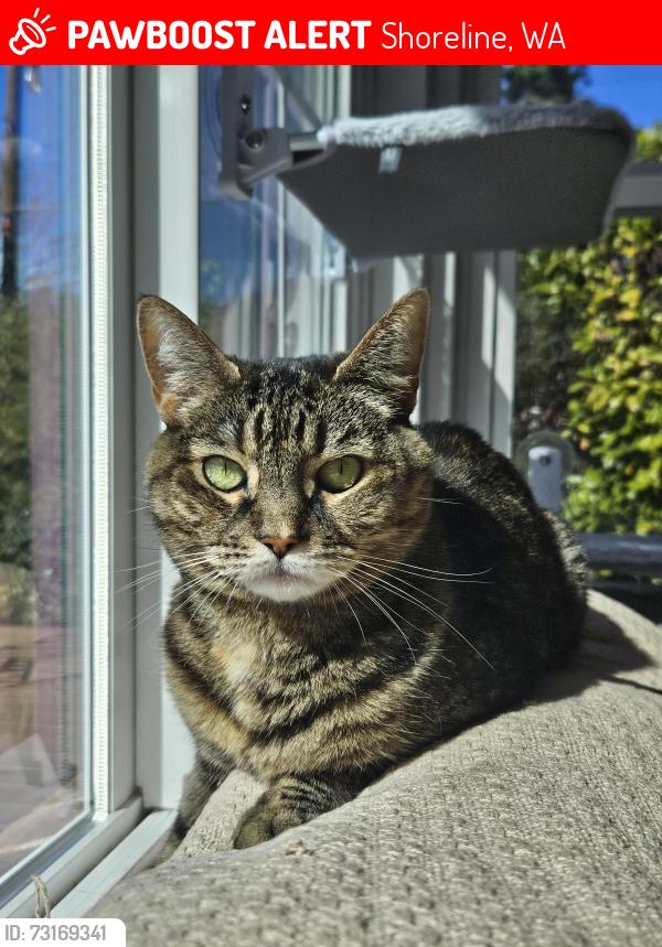 Lost Female Cat last seen 8th Ave NE and 152nd (near Paramount Park), Shoreline, WA 98155