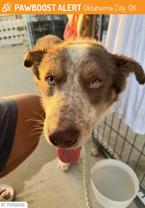Found/Stray Male Dog last seen 50th snd Lincoln OKC, Oklahoma City, OK 73105