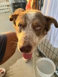Found/Stray Male Dog last seen 50th snd Lincoln OKC, Oklahoma City, OK 73105