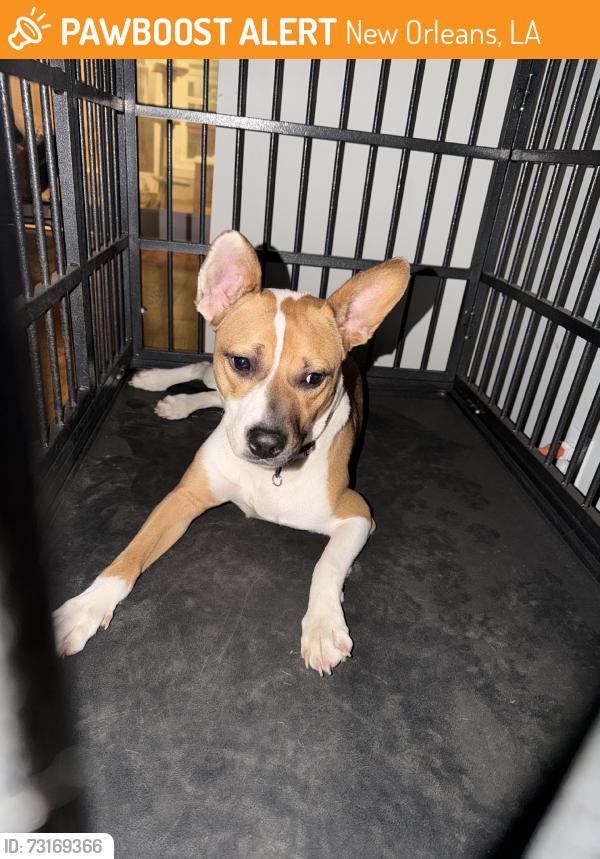 Found/Stray Female Dog last seen Westchester st, New Orleans, LA 70131