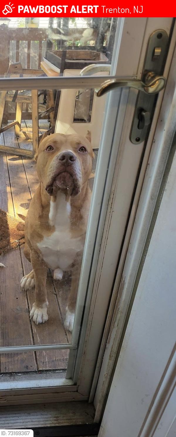 Lost Male Dog last seen Park side, Trenton, NJ 08618