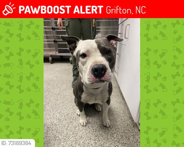 Lost Male Dog last seen Riverside road and country acres, Grifton, NC 28530