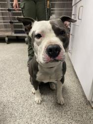 Lost Male Dog last seen Riverside road and country acres, Grifton, NC 28530