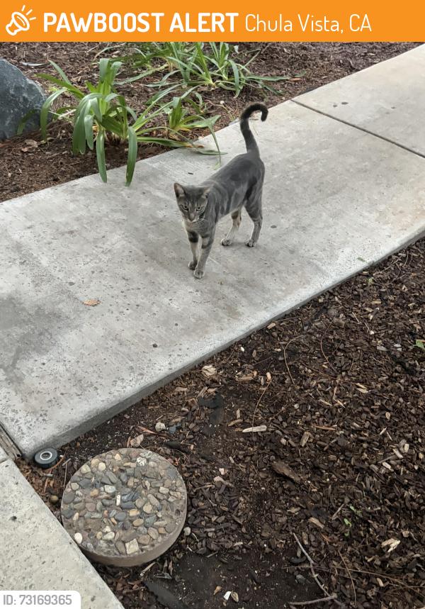 Found/Stray Unknown Cat last seen Near Jiffy Lube on Broadway and E, Chula Vista, CA 91910