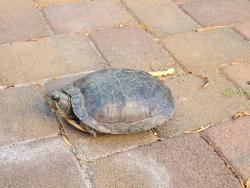 Found/Stray Unknown Reptile last seen Eastern and windmill, Paradise, NV 89123