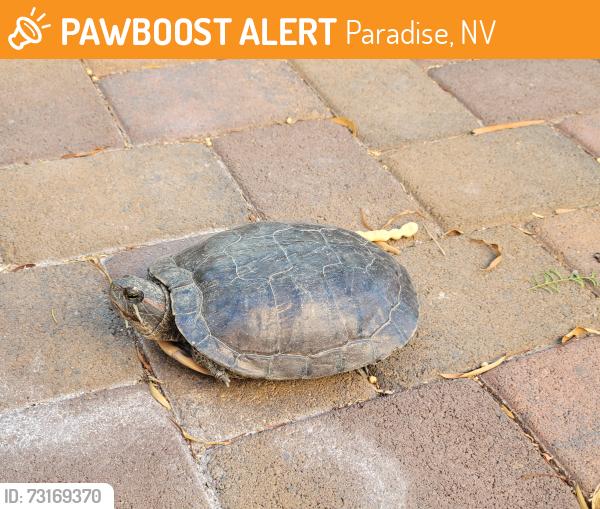 Found/Stray Unknown Reptile last seen Eastern and windmill, Paradise, NV 89123