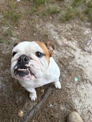 Lost Female Dog last seen Buffalo Rd & Fletcher Rd, Clayton, NC 27527