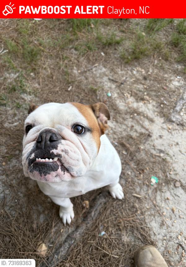 Lost Female Dog last seen Buffalo Rd & Fletcher Rd, Clayton, NC 27527